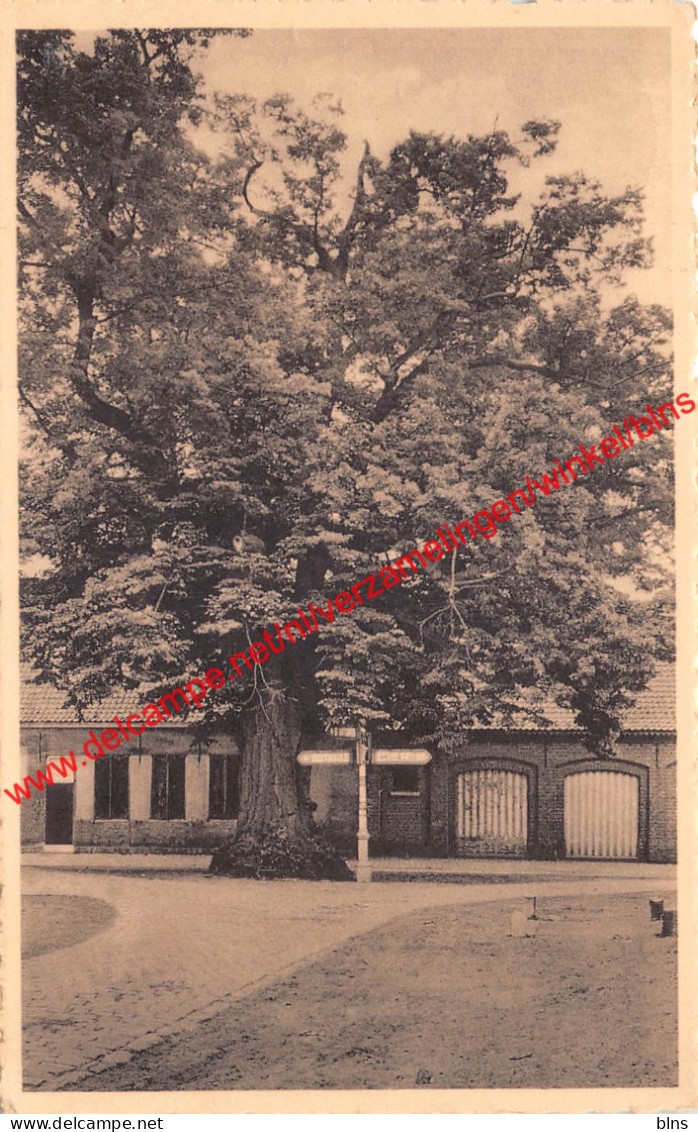 De Lindeboom - Zoersel