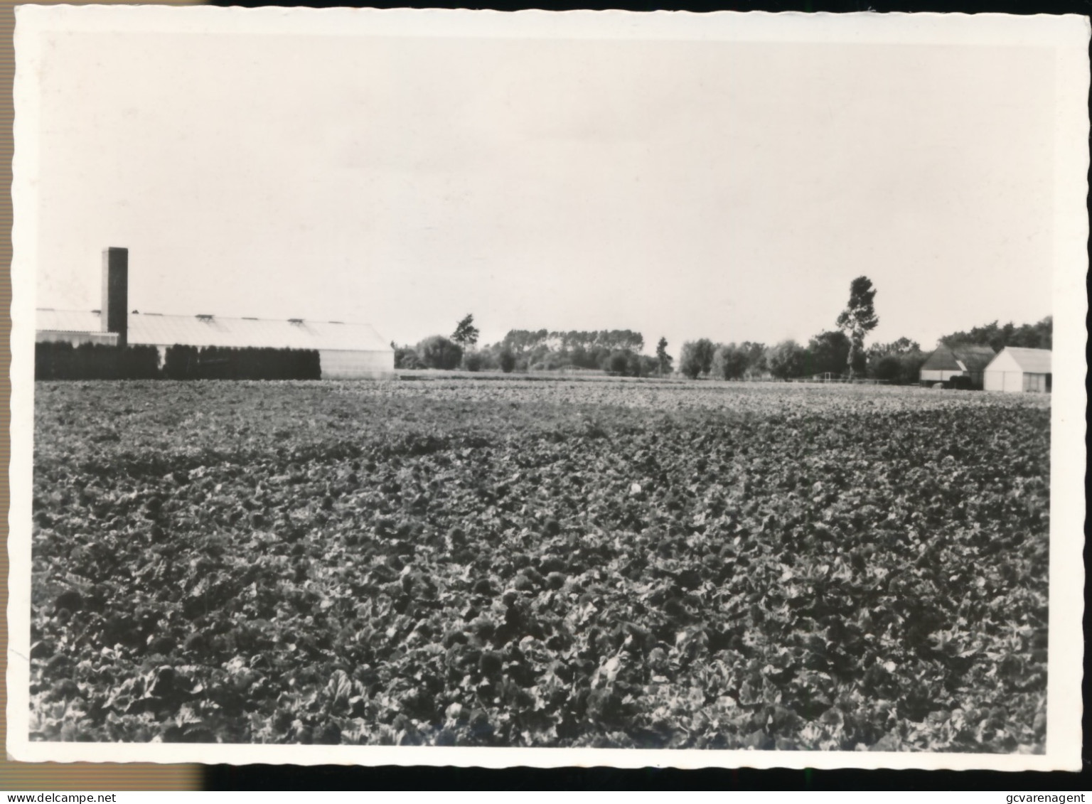 DE PINTE BEGONIAVELDEN   FLORASTRAAT     FOTOKAART