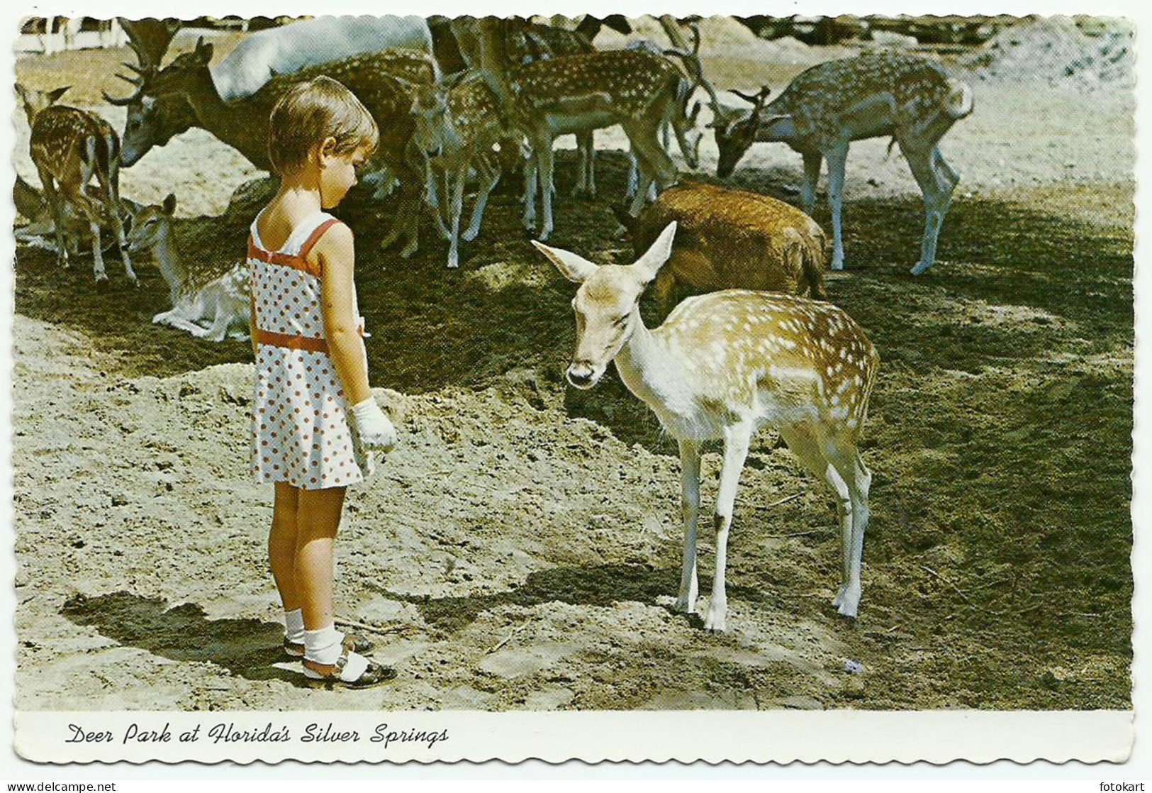 Deer Park-Florida USA, Vintage PC, Silver Springs
