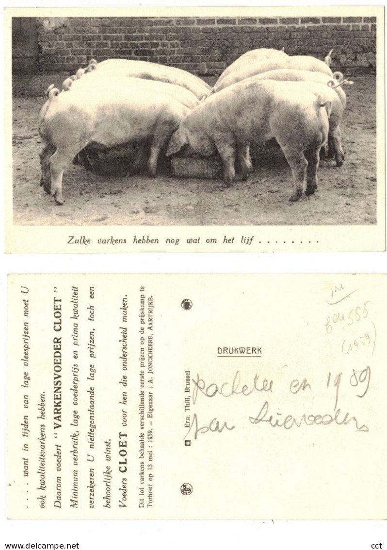 Deerlijk  Zulke varkens hebben nog wat om het lijf en dit dank zij VOEDERS CLOET  2 PK  COCHON VARKEN