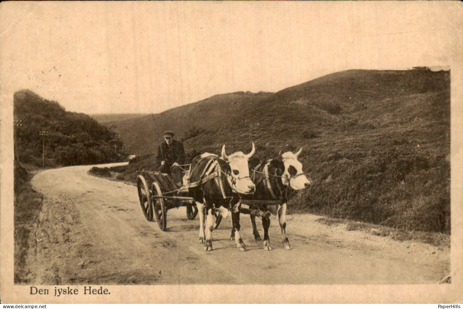 Denemarken Denmark - Den jyske Hede