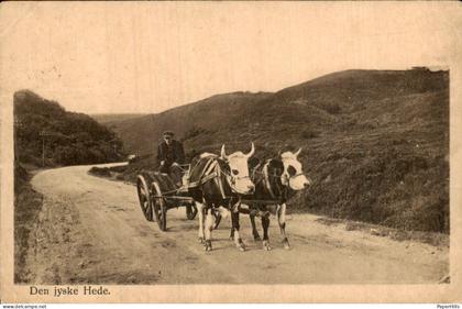 Denemarken Denmark - Den jyske Hede