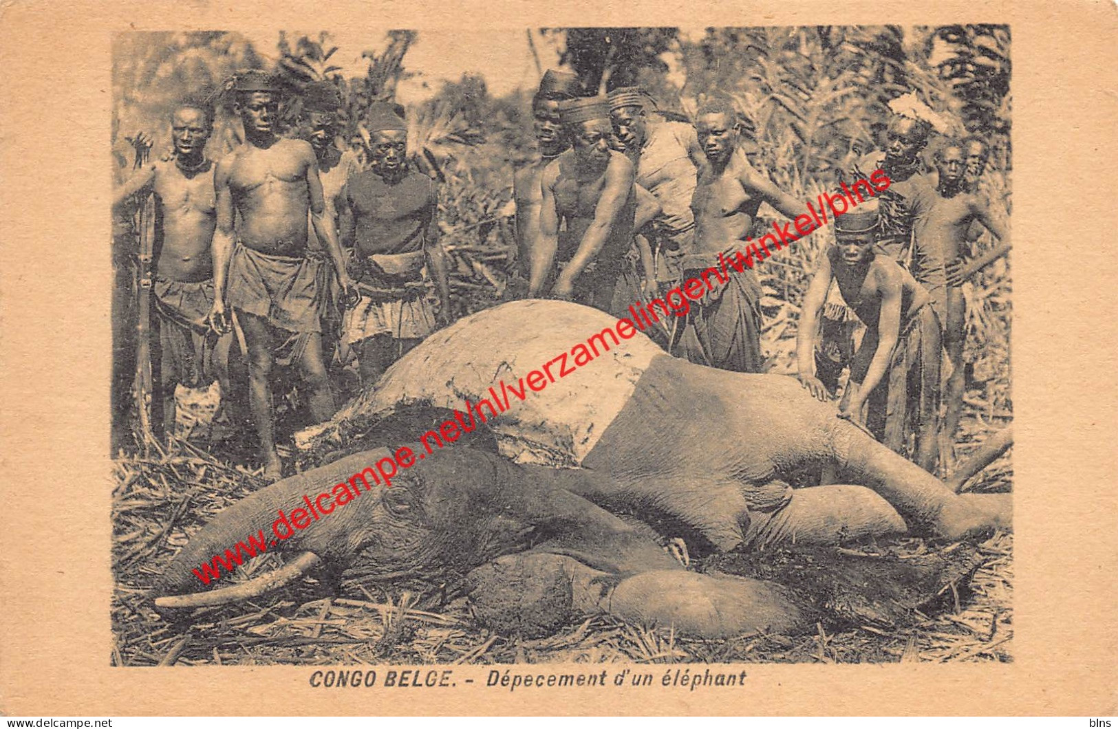 Dépecement d'un éléphant - Congo Belge Belgisch Kongo