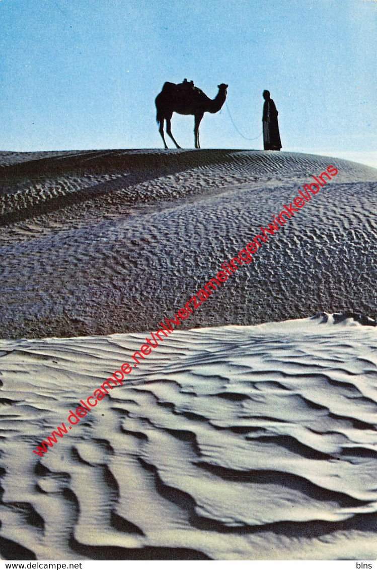 Desert - United Arab Emirates ٱلْإِمَارَاتُ ٱلْعَرَبِيَّةُ ٱلْمُتَّحِدَةُ