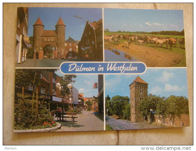 Deutschland - Dülmen in Westfalen -horses  D112737