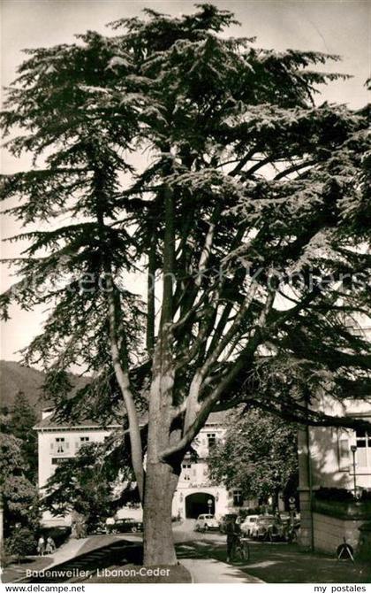 Badenweiler Libanon-Ceder