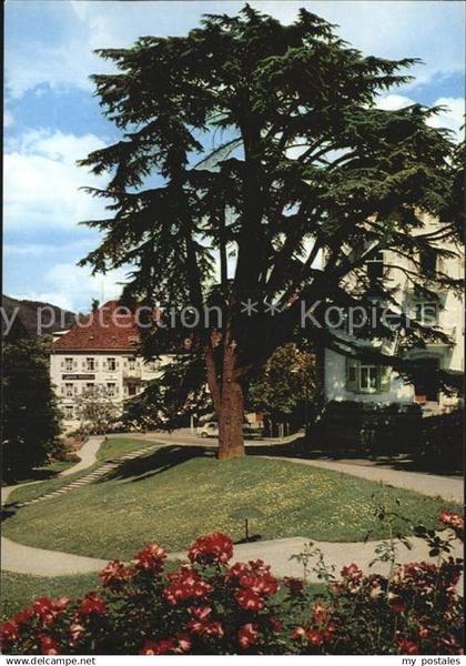 Badenweiler Libanon Ceder