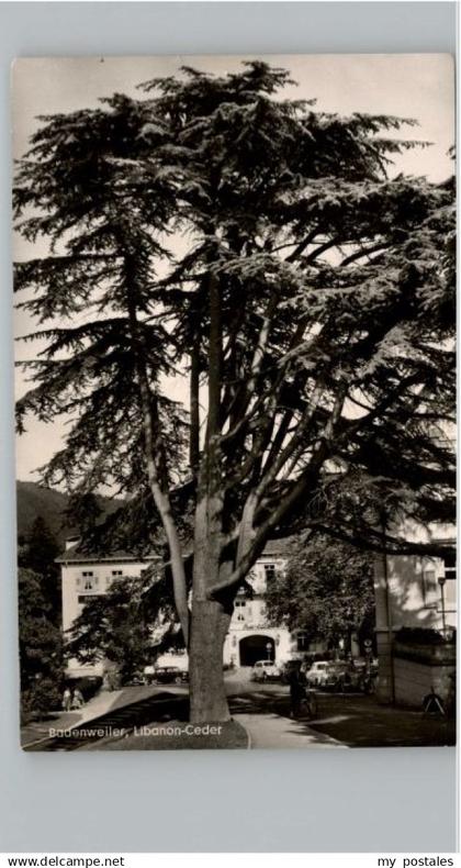 Badenweiler Libanon Ceder