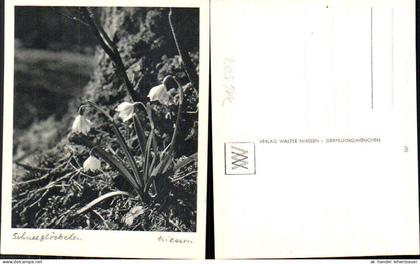 716503 Verlag Walter Niessen Gräfelfing München Schneeglöckchen Blumen