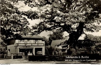 CPA Schöneiche bei Berlin, 500jährige Königseiche, Goethepark