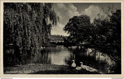 CPA Sputendorf Stahnsdorf in Brandenburg, Teich, Gänse