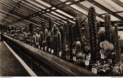 Berlin - Dahlem, Botanischer Garten, Kakteenhaus, ca. 50er Jahre