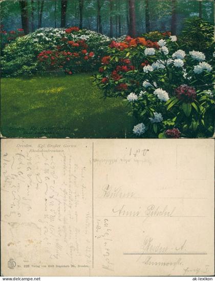 Seevorstadt-Ost/Großer Garten-Dresden Großer Garten. Rhododendronhain 1912