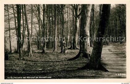 Altenhof Werbellinsee Im Buchenwald