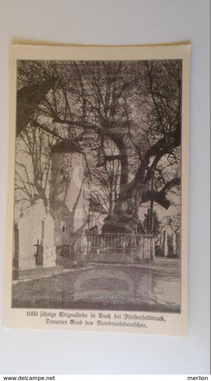 D158445 Germany Deutschland - Bayern - Puch bei FÜRSTENFELDBRUCK 1000 jährige Edignalinde