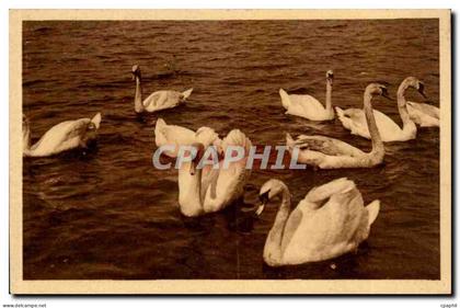 Hamburg - Hambourg - Germany Allemagne - Schwann - Cygne - CPA