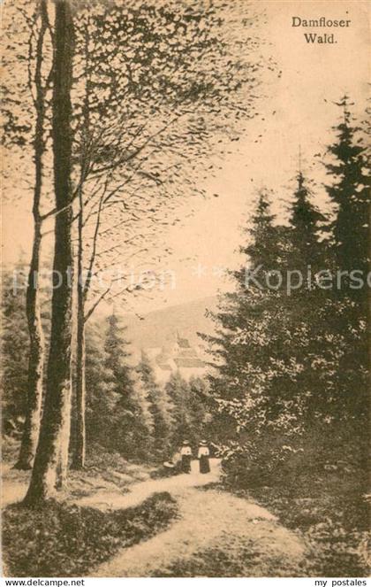 Hermeskeil Damfloser Wald