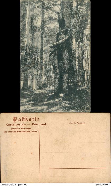Hohwald (Sachsen) Der Riese in Hohwald. Kuriositäten Baum Figur 1913