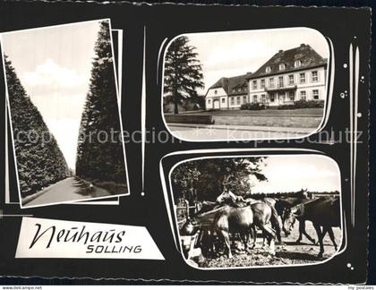 Neuhaus Solling Pferde