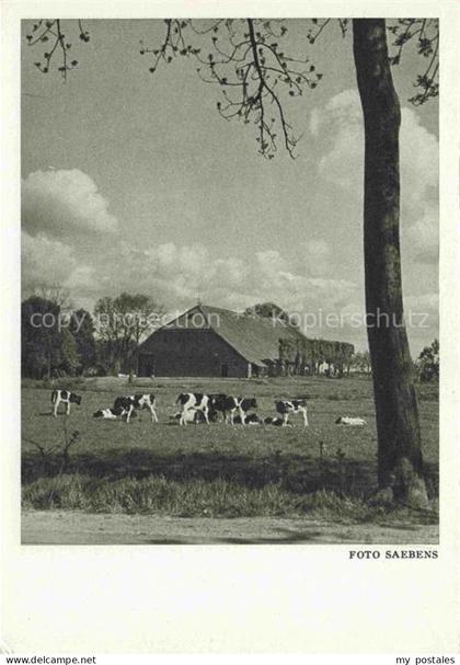 Groothusen Krummhoern Aurich Niedersachsen Gehoeft Viehweide