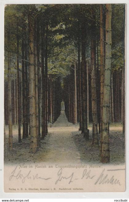 Munster, Allee im Hanloh am Truppenübungsplatz Munster