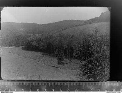 30054706 - Waldbroel