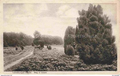 LueNEBURGER HEIDE HAIDE Landschaftspanorama Lueneburger Heide Weg in Einem Feldp