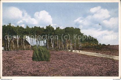 Lueneburger Heide Heidelandschaft