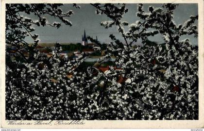 Werder an der Havel - Kirschblüte