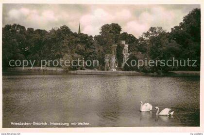 Biebrich Wiesbaden Moosburg mit Weiher Schwaene