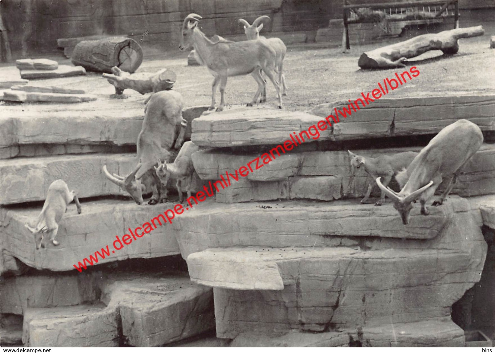 Dierentuin - Zoo - manenschapen - Antwerpen