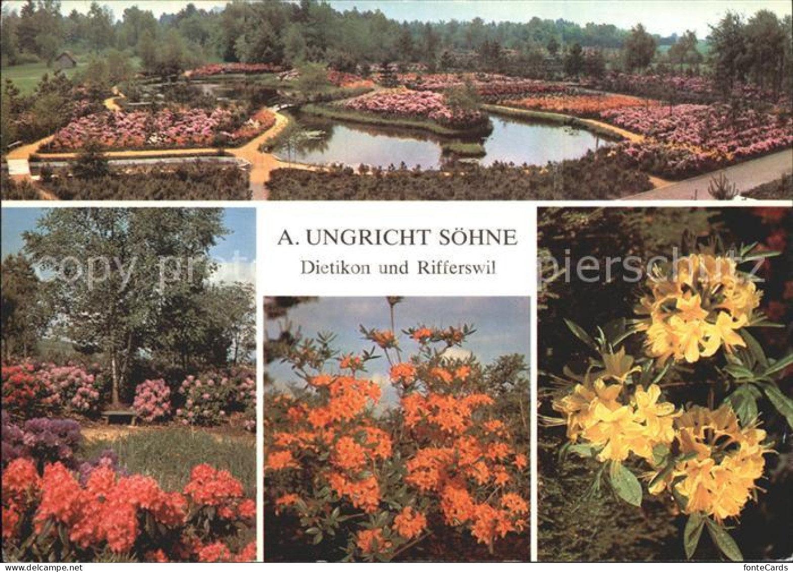 Dietikon Rifferswil Rhododendron Azaleen Erikakulturen Zweigbetrieb