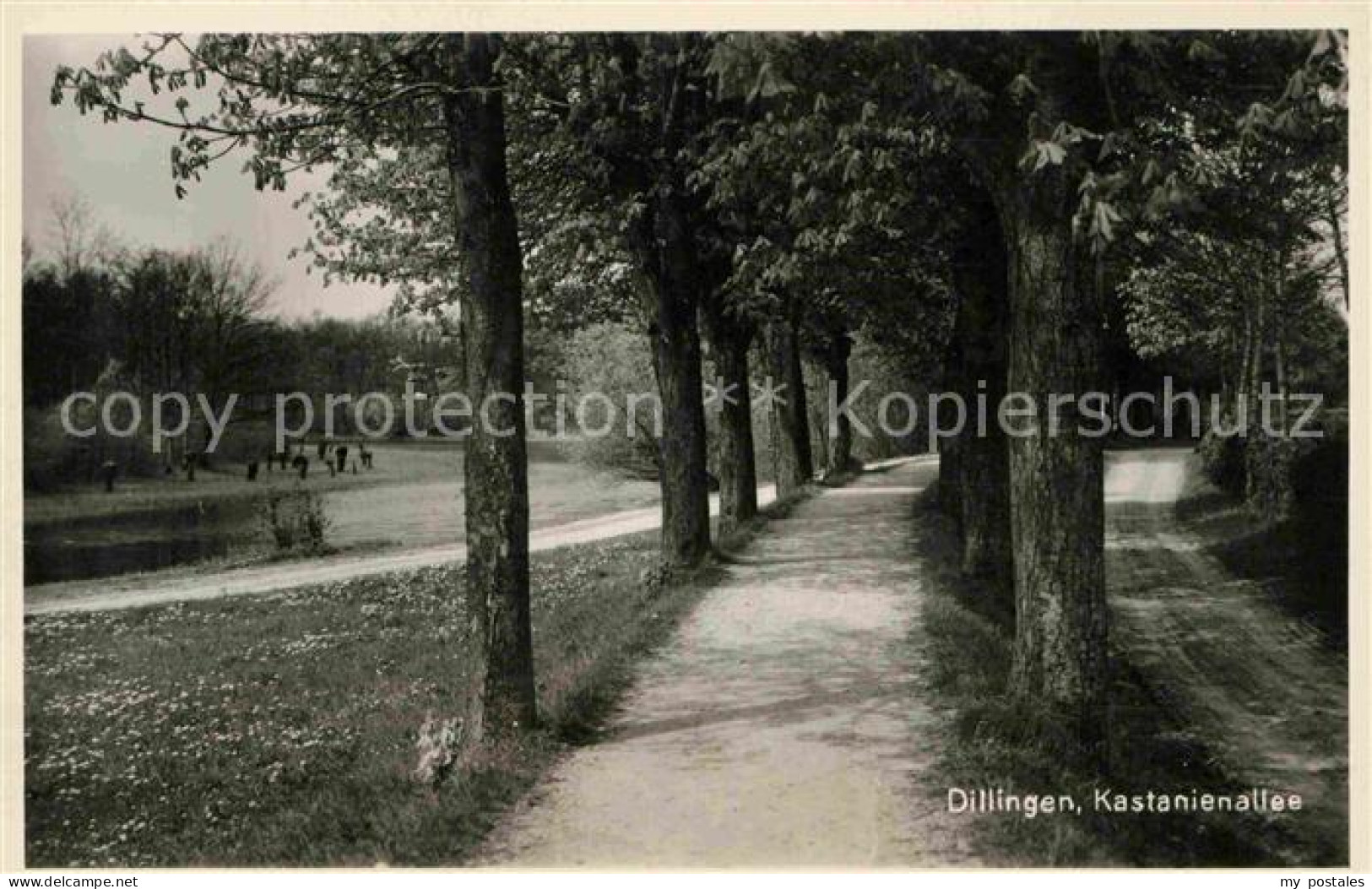 Dillingen Donau Kastanienallee