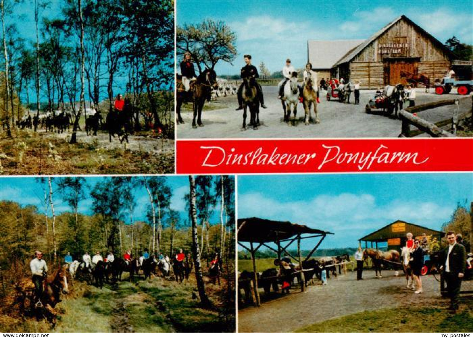 DINSLAKEN Ponyfarm Pferdeverleih Reiten Ponys Wald Bergerstrasse Schwarze-Heide