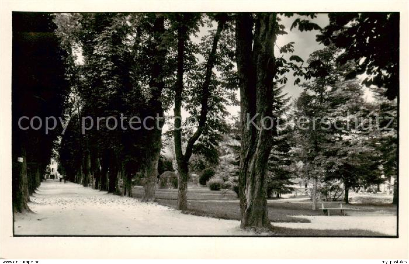 Dobrna Slovenia Baumallee
