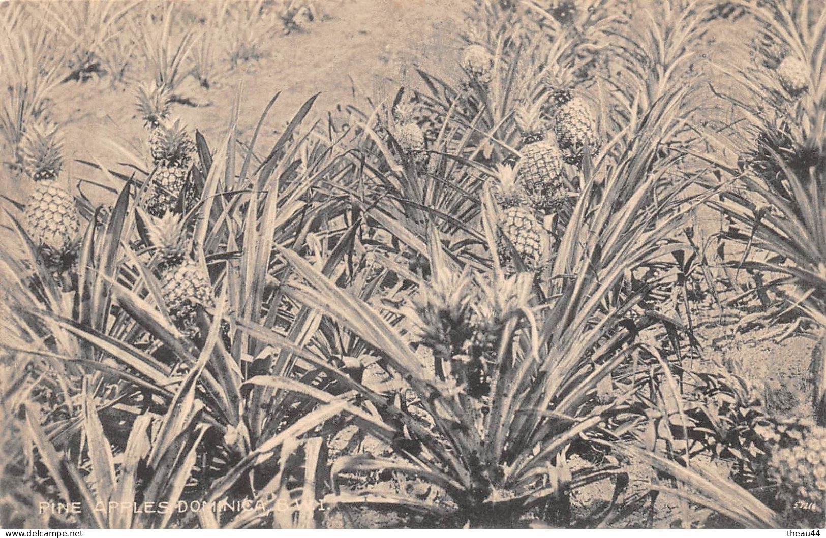 ¤¤   -  DOMINIQUE   -   DOMINICA   -  Pine Apples Dominica   -  Plantation d' Ananas       -   ¤¤