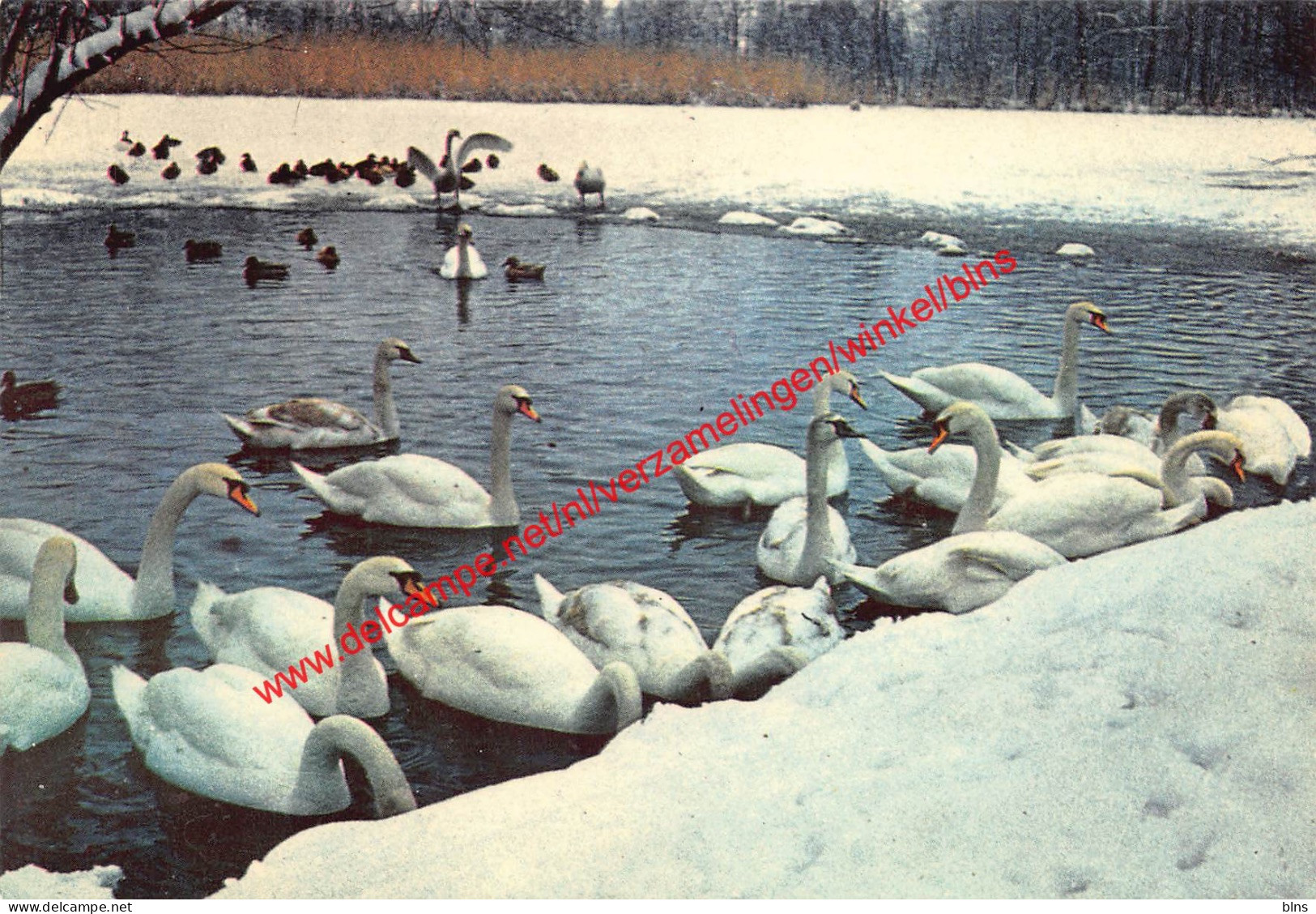 Donkmeer - de eendenkom - Berlare