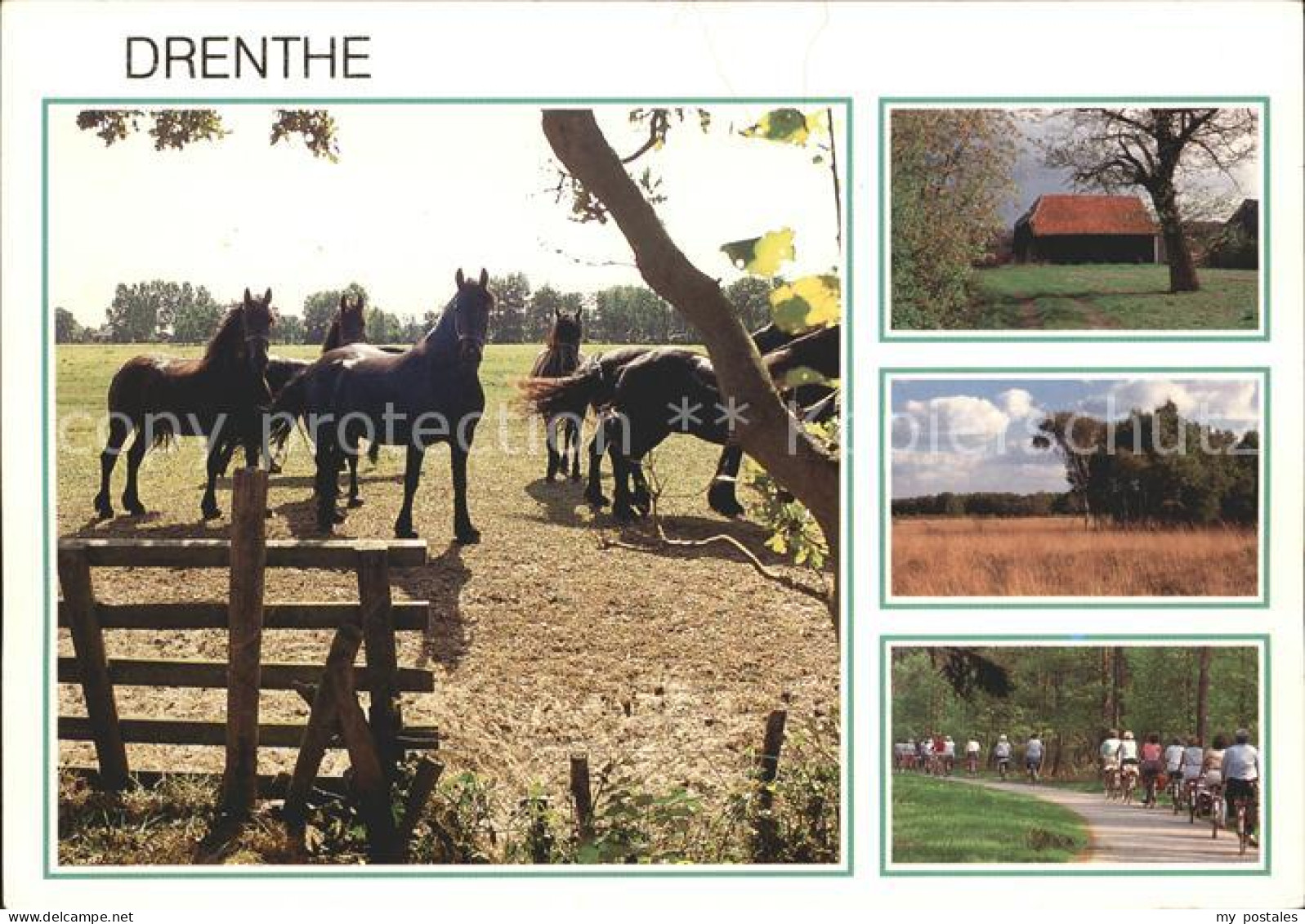 Drenthe Pferde Bauernhof Landschaft Radfahren