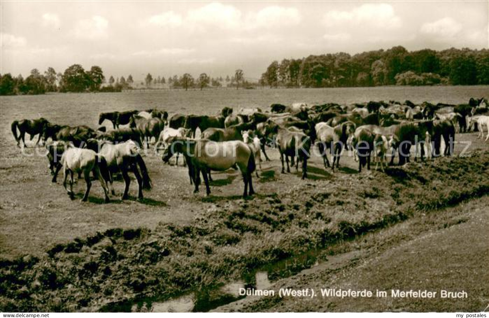 Duelmen Wildpferde im Merfelder Bruch