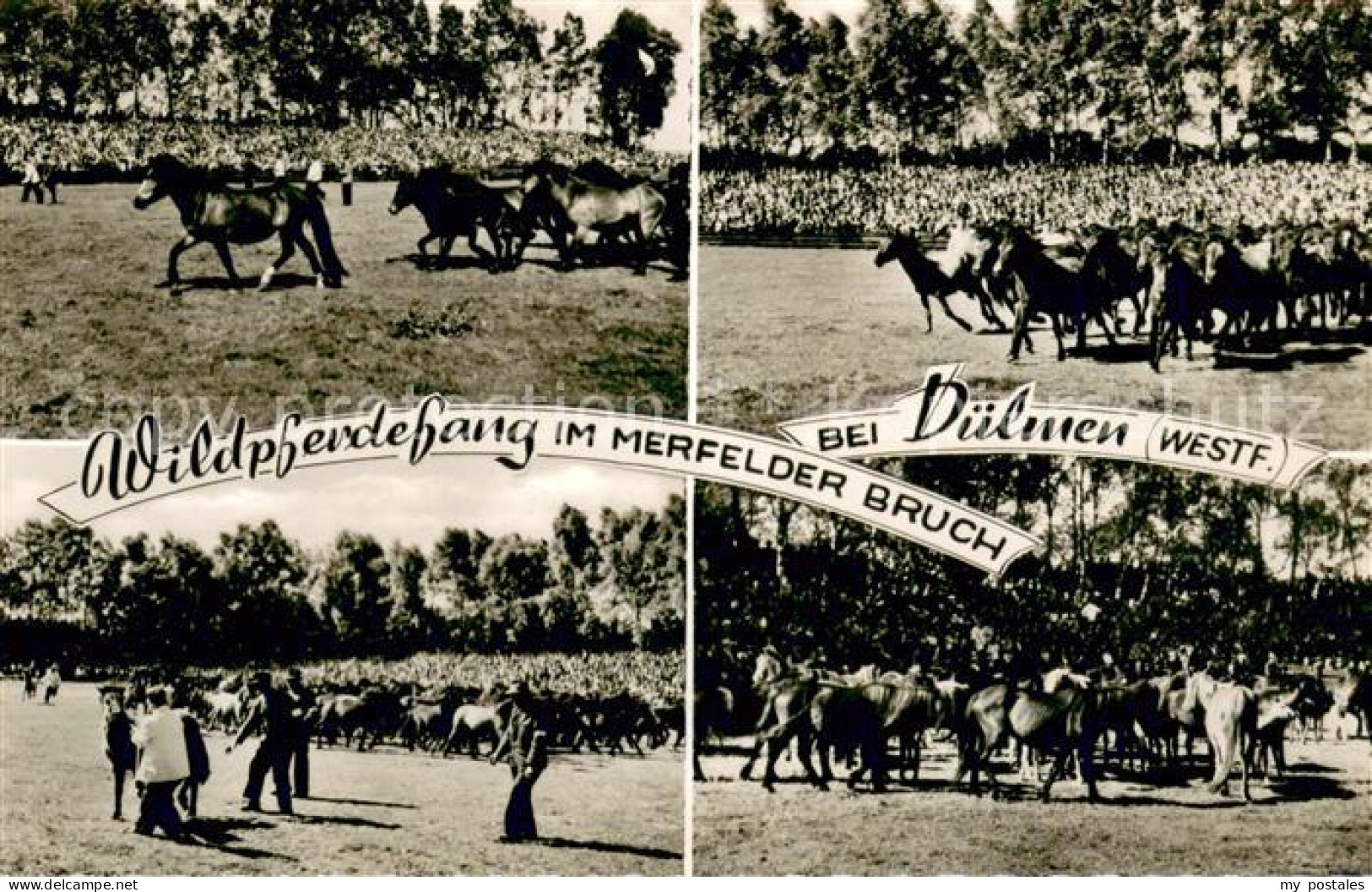 Duelmen Wildpferdefang im Merfelder Bruch