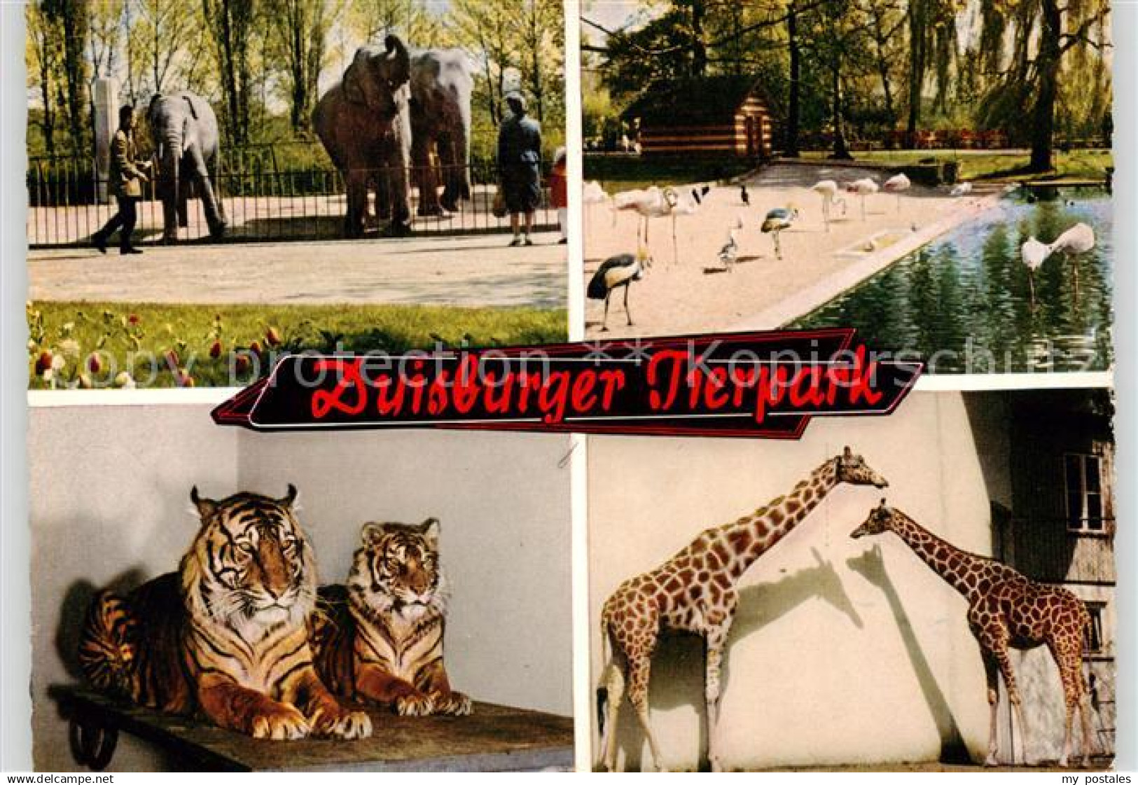 Duisburg  Ruhr Tierpark Duisburg Flamingos Elefanten Giraffen Tiger