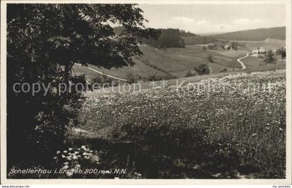 Schellerhau Bluetenwiese
