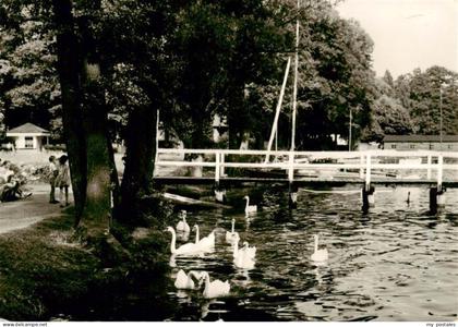 Pieskow Bad Saarow Schwanenwiese