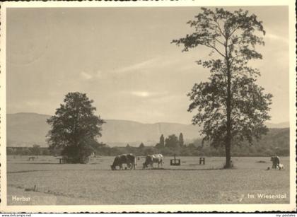 Steinen Wiesental Steinen [?] Wiesental Herbst Kuehe