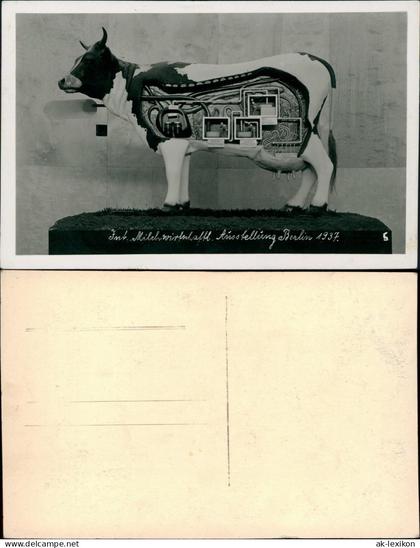 Ansichtskarte Berlin Int. Milchwirtschaft Ausstellung Kuh Fotokunst 1937