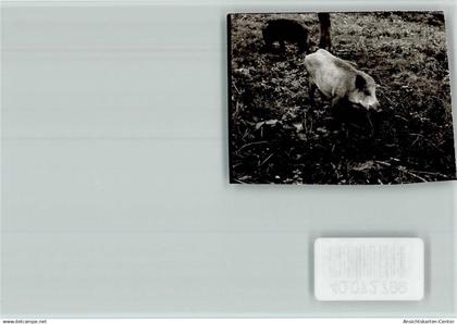 40072799 - Beverungen
