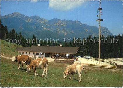Bischofswiesen Goetschenalm Loipi Kuehe