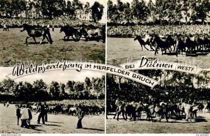 Duelmen Wildpferdefang im Merfelder Bruch