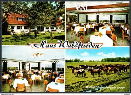 E5542 - TOP Dülmen - Märchenwald Gasthaus Waldfrieden - Wildpferde Pferd