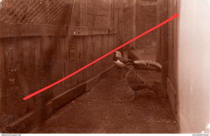 Foto AK Ebersbach Haus Walter Herta Tech ? a Neugersdorf Neusalza Spremberg Seifhennersdorf Eibau Löbau Zittau Fugau